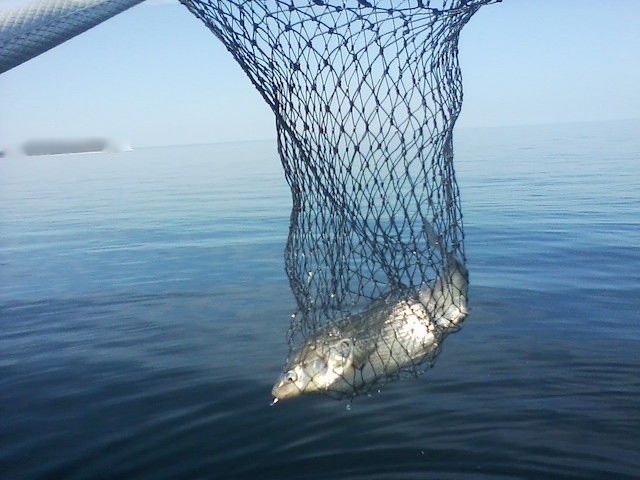 fish_comming